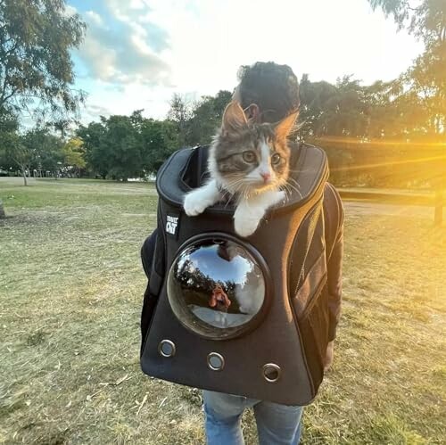 Cat peeking out of a backpack with a reflective dome in a park.