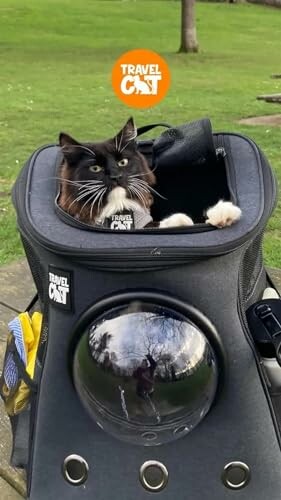 Cat peeking out of a travel backpack in a park.