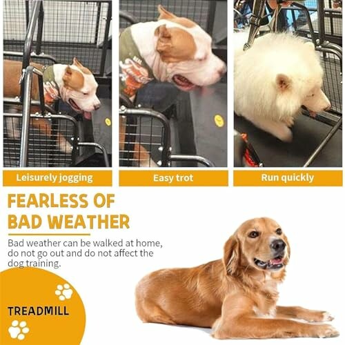 Dogs using a treadmill with captions indicating different speeds: leisurely jogging, easy trot, run quickly.